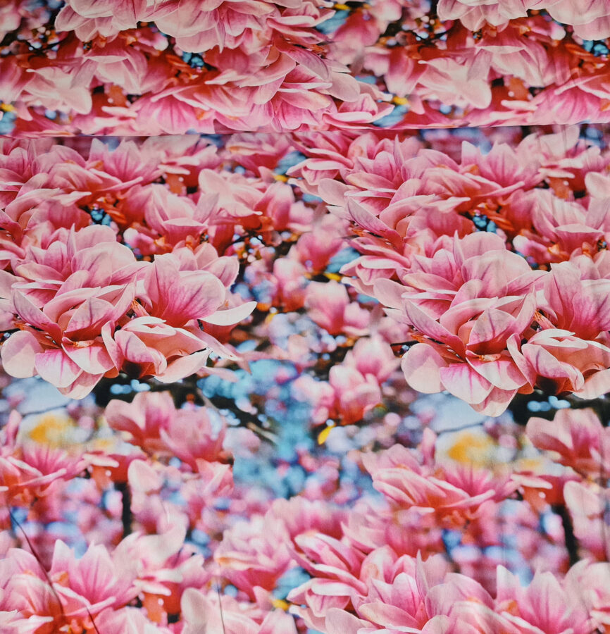 Rozā burvīgās magnolijas 