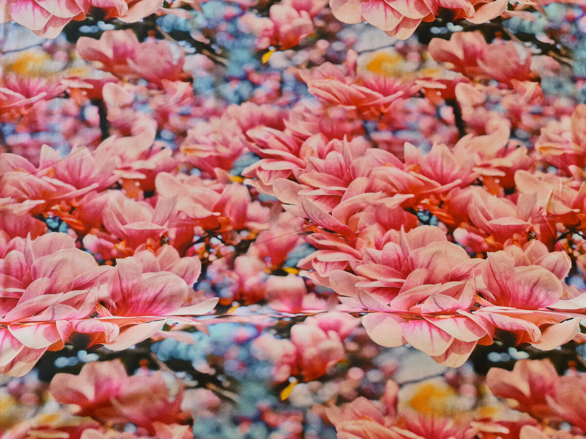 Rozā burvīgās magnolijas 