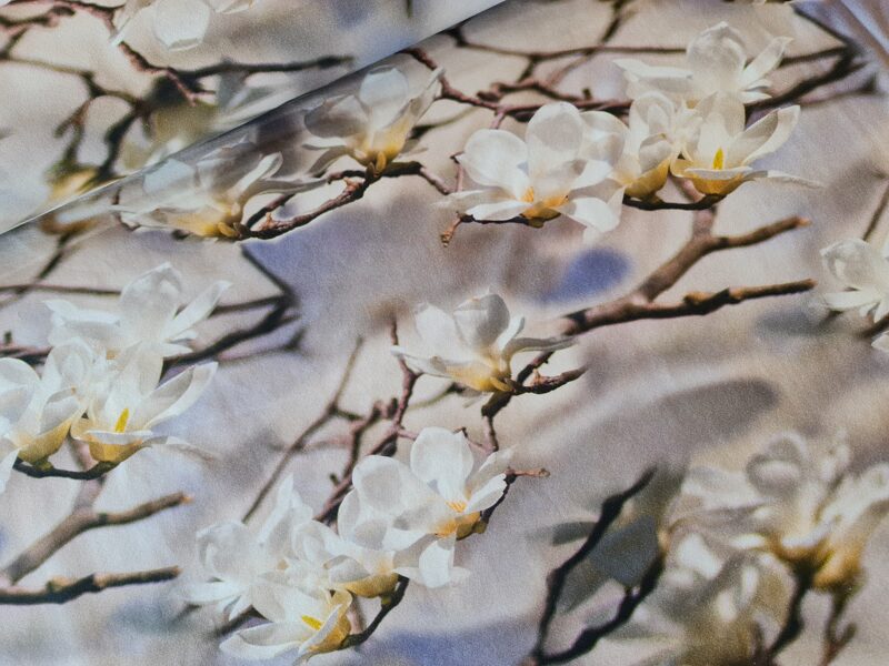 Baltās, burvīgās magnolijas, kokvilnas trikotāža 