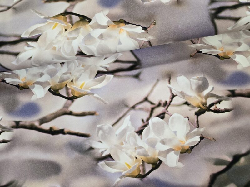 White, beautiful magnolia, cotton jersey 