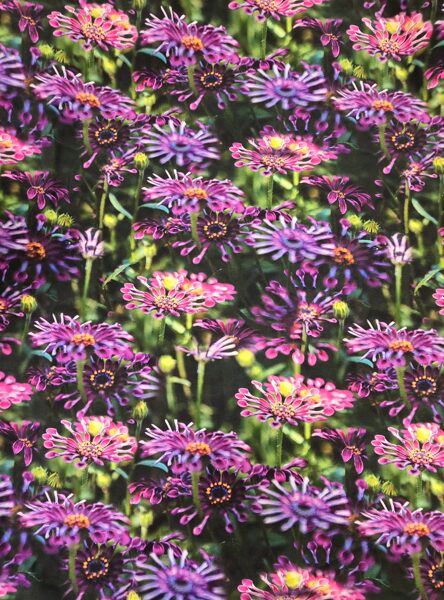 Purple flowers, cotton jersey 